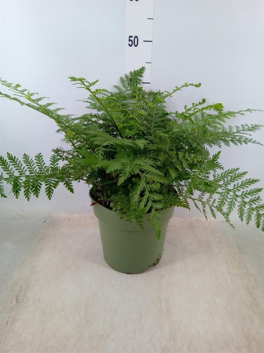 <h4>Asplenium  'Parvati'</h4>