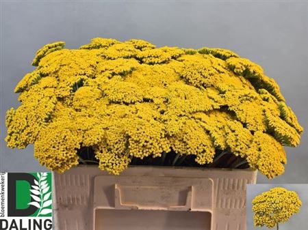 <h4>Achillea F Park Variety</h4>