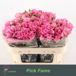 R tr Pink Fame