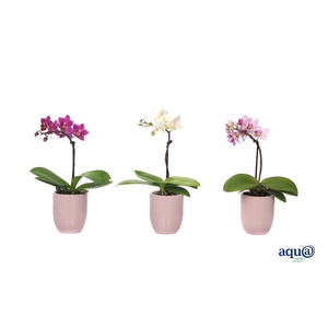 Hugo Silver Pink Tiny Dolls Mix 1T7+ Aqu@