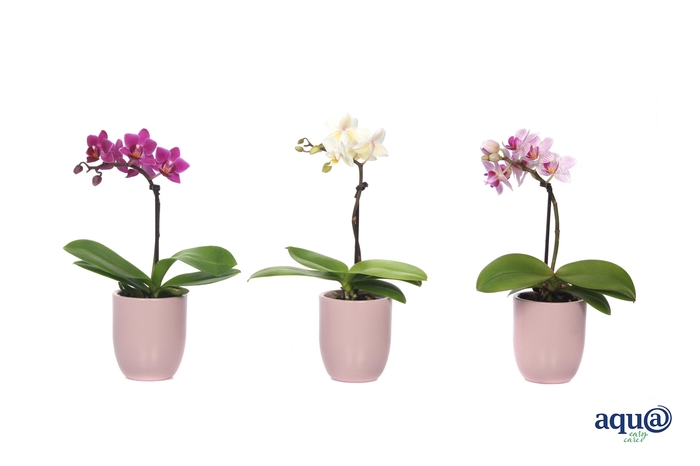 <h4>Hugo Silver Pink Tiny Dolls Mix 1T7+ Aqu@</h4>