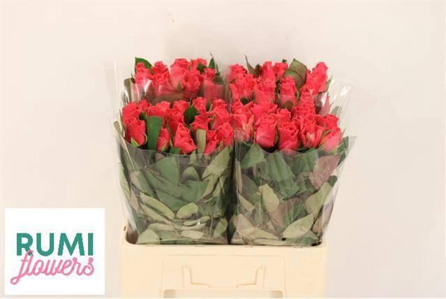 <h4>R GR PINK TACAZZI+</h4>