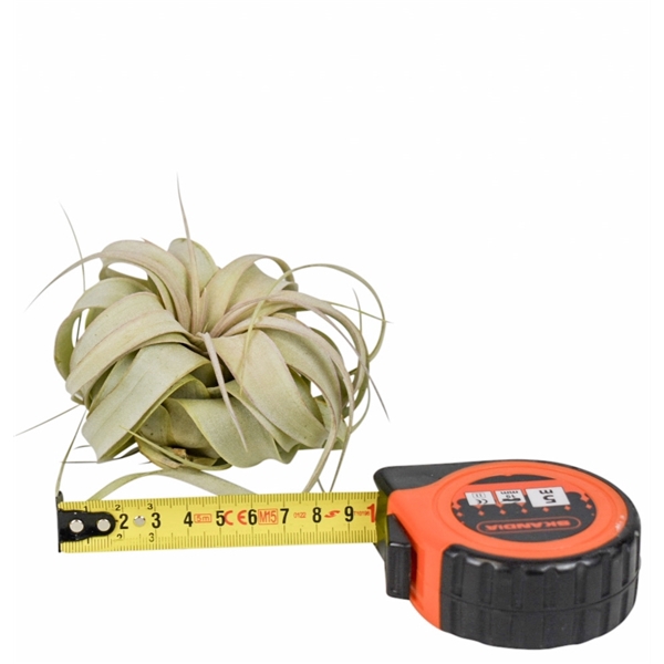 <h4>tillandsia xerographica x15</h4>