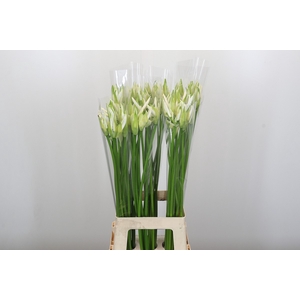 Nerine Adele
