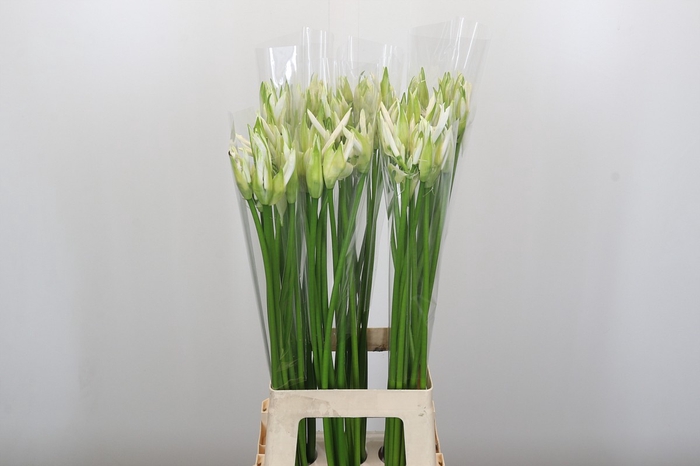 Nerine Adele
