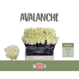 Rozen Rosa Avalanche