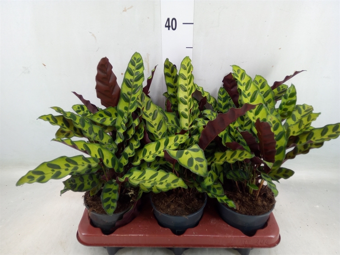 <h4>Calathea lancifolia</h4>