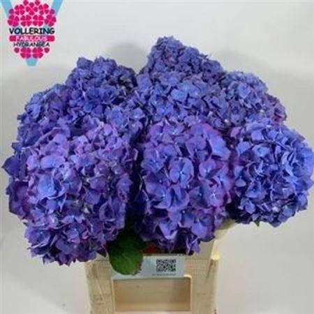 <h4>Hydr M Ch Pimpernel 80cm</h4>