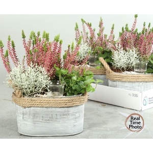 ARR TUINPLANTEN