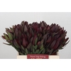 Leucadendron Saf Sunset Dark Red