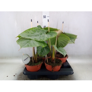 Philodendron   ...