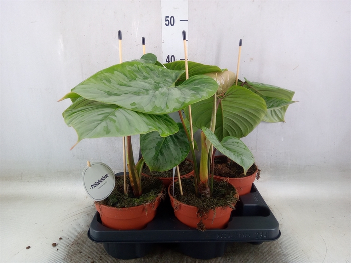 <h4>Philodendron   ...</h4>