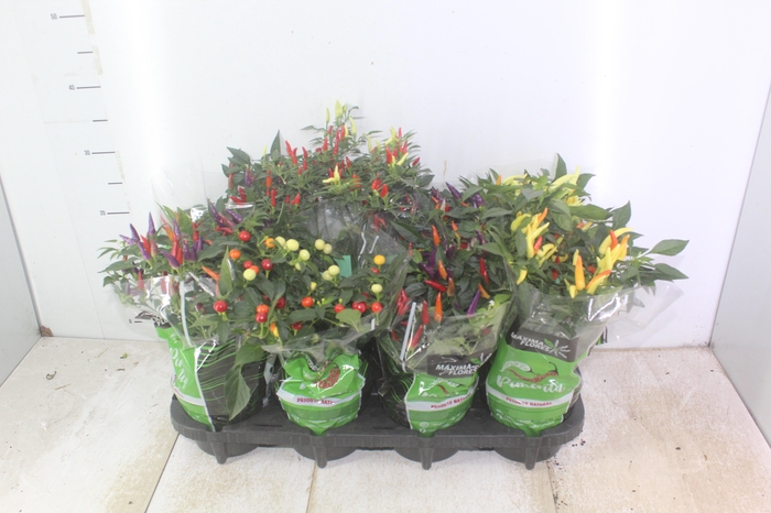 <h4>PIMENTA P14</h4>