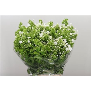 PHLOX P ICECAP