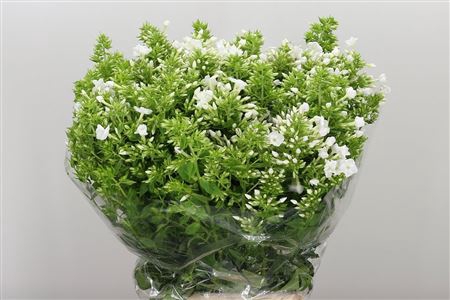 <h4>PHLOX P ICECAP</h4>