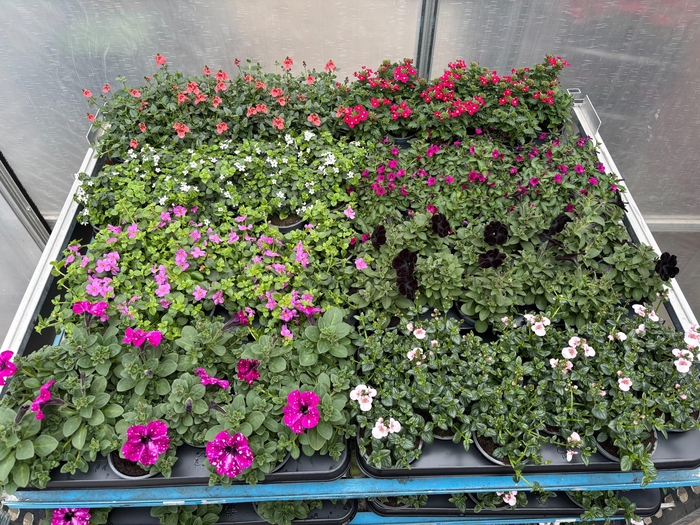 <h4>PERKPL MIXK</h4>