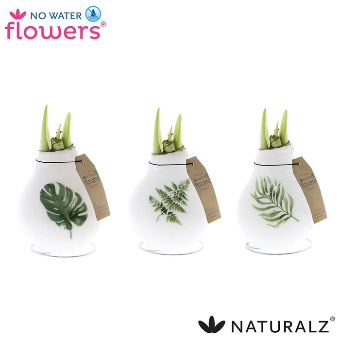 <h4>arr4 Amaryllis VH - Naturalz Botanic mix</h4>