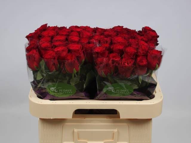 <h4>R GR RHODOS</h4>