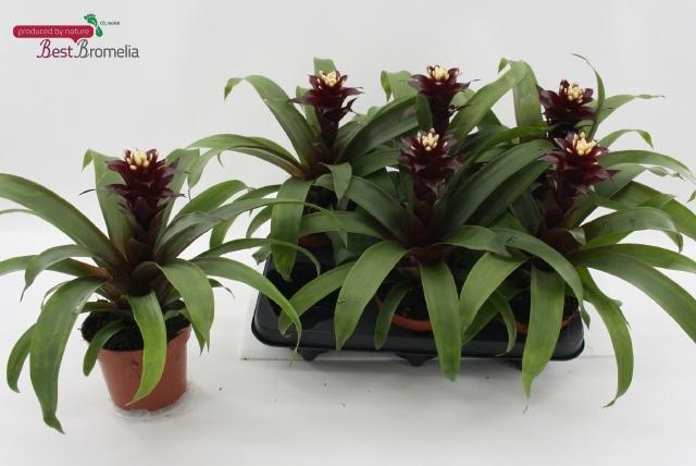 <h4>GUZM PAULINA</h4>