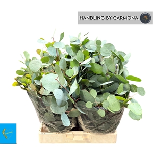 EUC POLYANTHEMO P BS