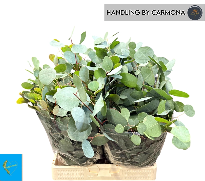 <h4>EUC POLYANTHEMO P BS</h4>