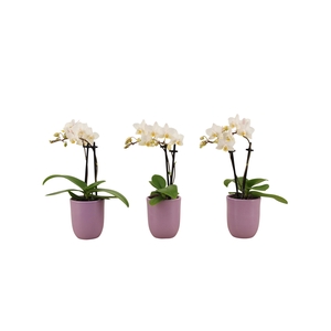 Hugo Lavender Tiny Dolls Wit 2T12+ Aqu@