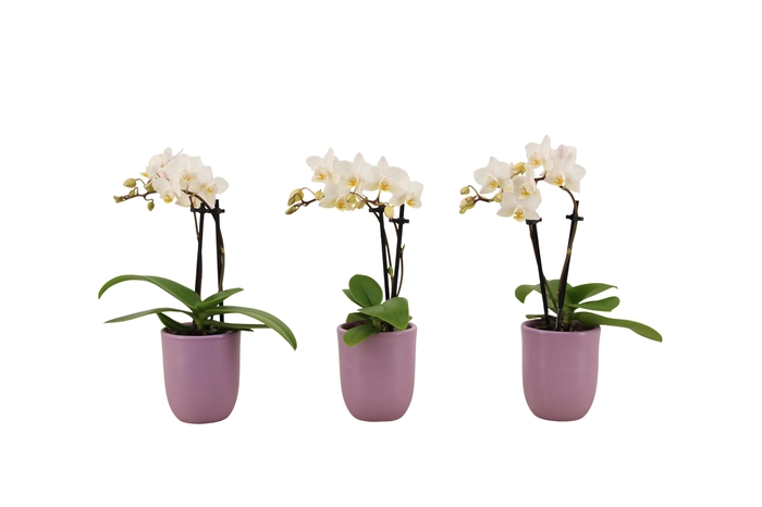 <h4>Hugo Lavender Tiny Dolls Wit 2T12+ Aqu@</h4>