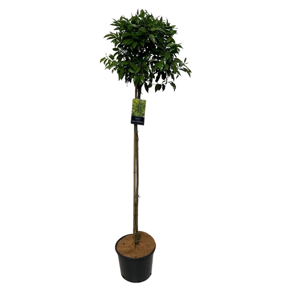 <h4>Prunus lusitanica 'Angustifolia' Stam 120 cm</h4>