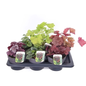 Heuchera Carnival