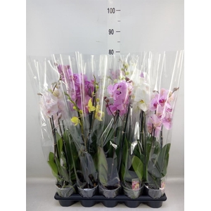 Phalaenopsis   ...mix