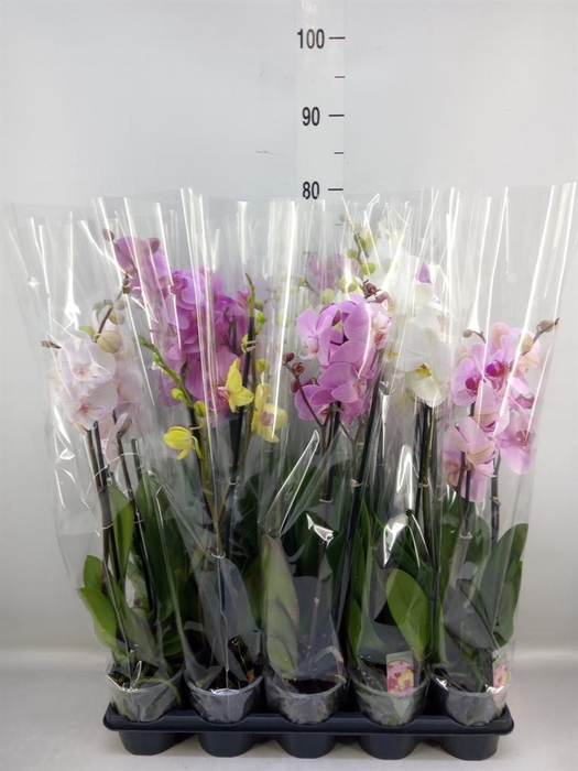 <h4>Phalaenopsis ...mix</h4>