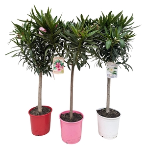 Nerium oleander   ...