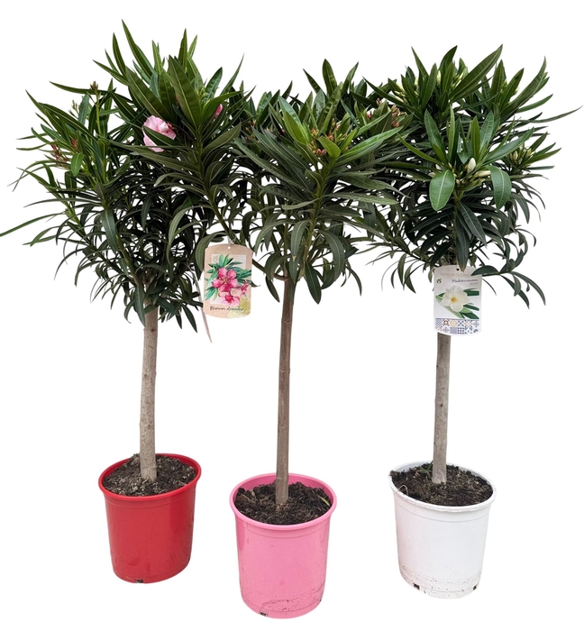 <h4>Nerium oleander   ...</h4>