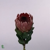 Protea Cardinal Too
