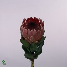 Protea Cardinal Too