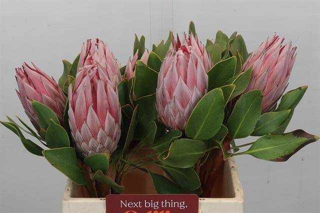 <h4>PROTEA CYNAROIDES</h4>