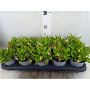 Dorotheanthus bellidiformis