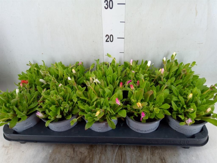 <h4>Dorotheanthus bellidiformis</h4>