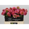 Dahlia Pink Runner