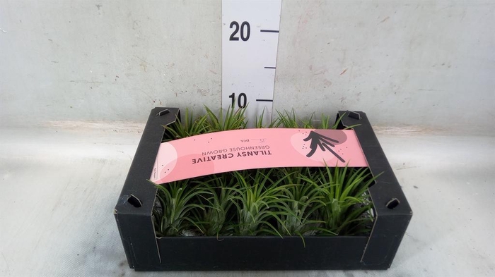 <h4>Tillandsia ionantha</h4>