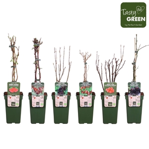 Fruitbomen en -heesters ov