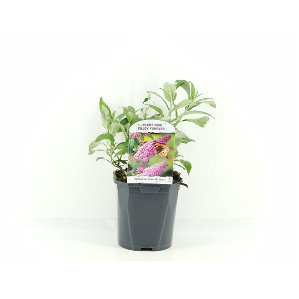 <h4>Buddleja dav. Pink Delight</h4>