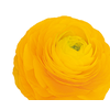 RANUNCULUS GIALLO AMARELO 040 CM