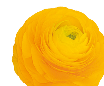 RANUNCULUS GIALLO AMARELO 040 CM
