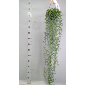 Senecio   ...