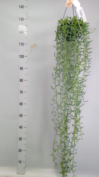 <h4>Senecio   ...</h4>