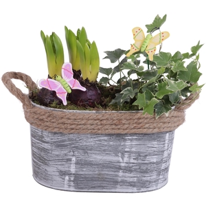 Bulbs Arr. Hyacint Zinc Pot Oval Rope Ø23cm 4PP
