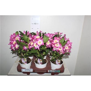 Dend Nobile 1-2 Branches