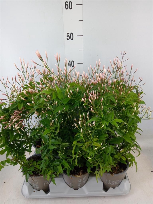 <h4>Jasminum polyanthum</h4>