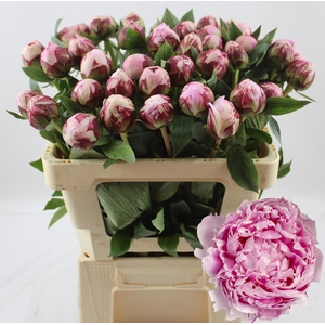 PAEO L SARA BERNHARD